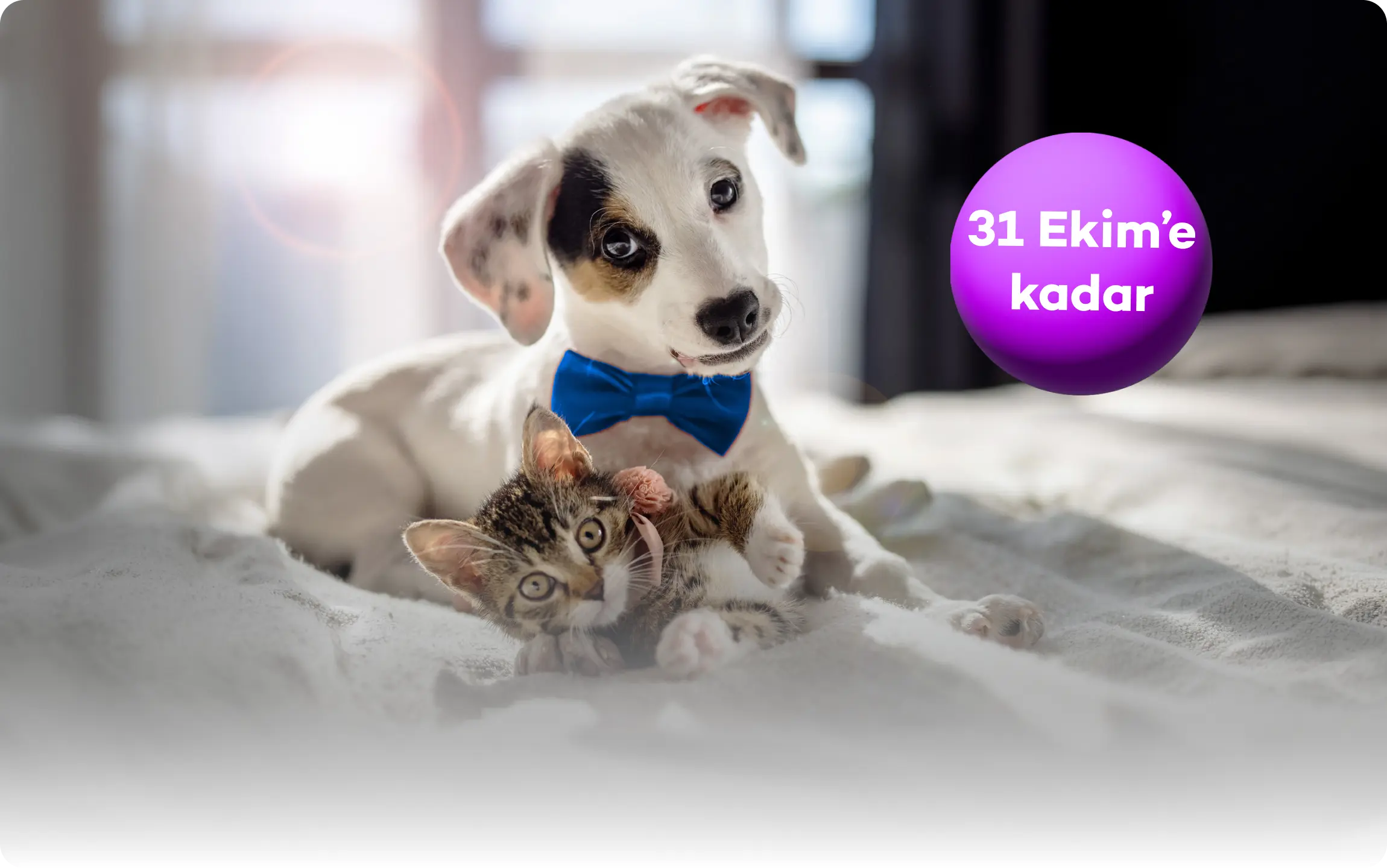 N Kolay banka kartından veteriner ve petshop harcamana 200 TL hediye